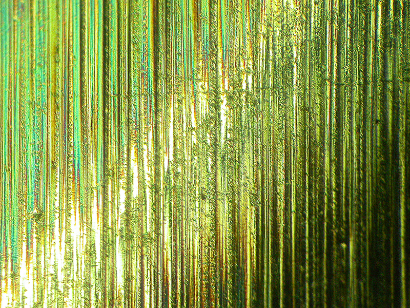 FOREST_2